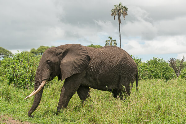 Tanzania